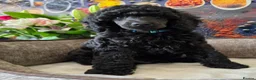 Standard Poodle dogs for sale: Rarely seen in UK - Moyen Poodle - Advert 1