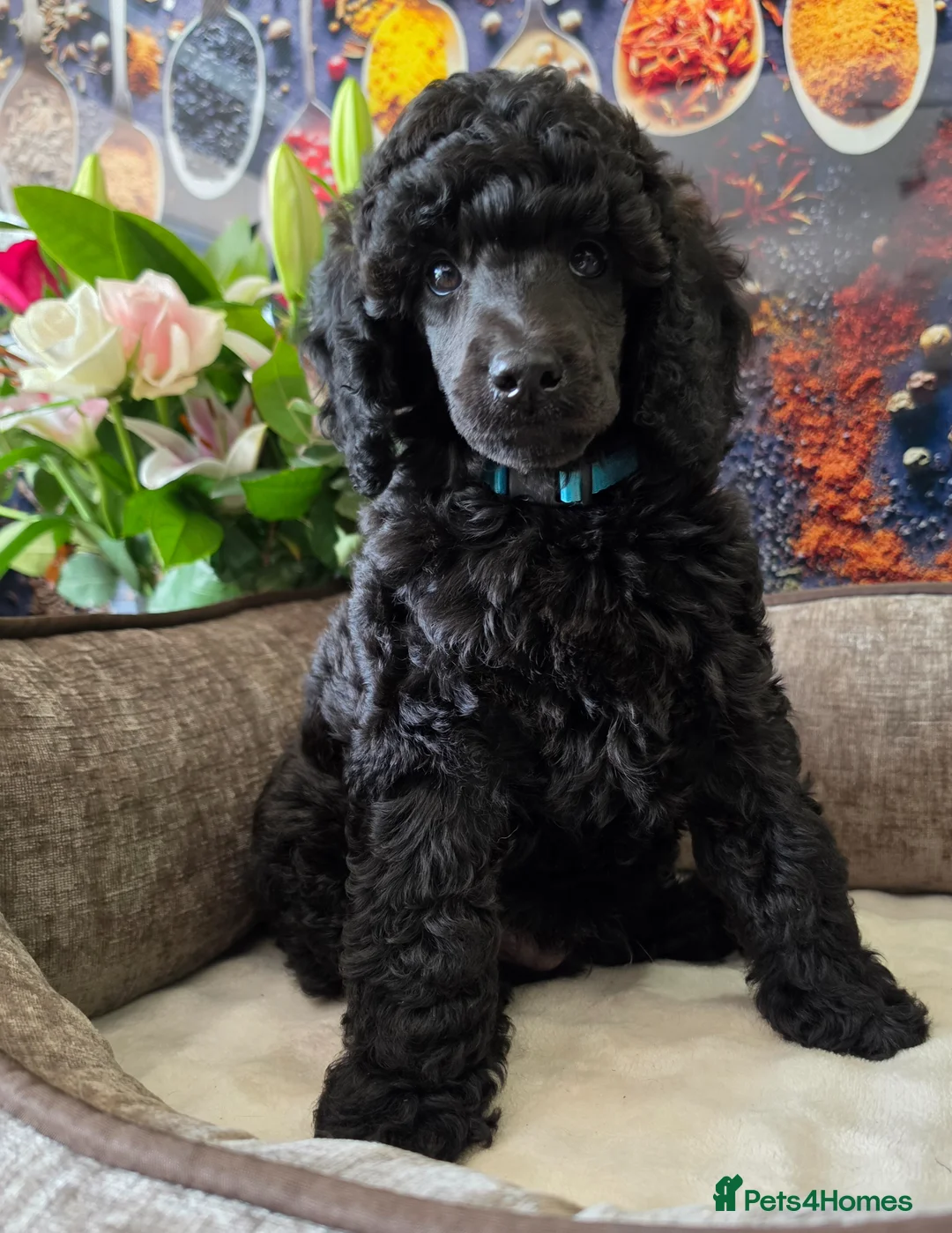 Standard Poodle dogs for sale: Rarely seen in UK - Moyen Poodle - Advert 1