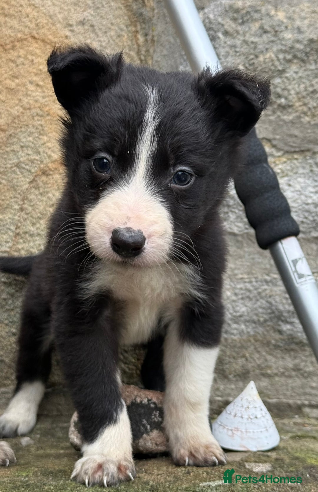 Border Collie dogs for sale: 3 gorgeous border collie puppies  - Image 7
