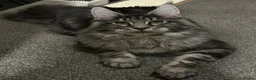Maine Coon cats for sale: Russian lineage Maine coon kittens - Advert 6