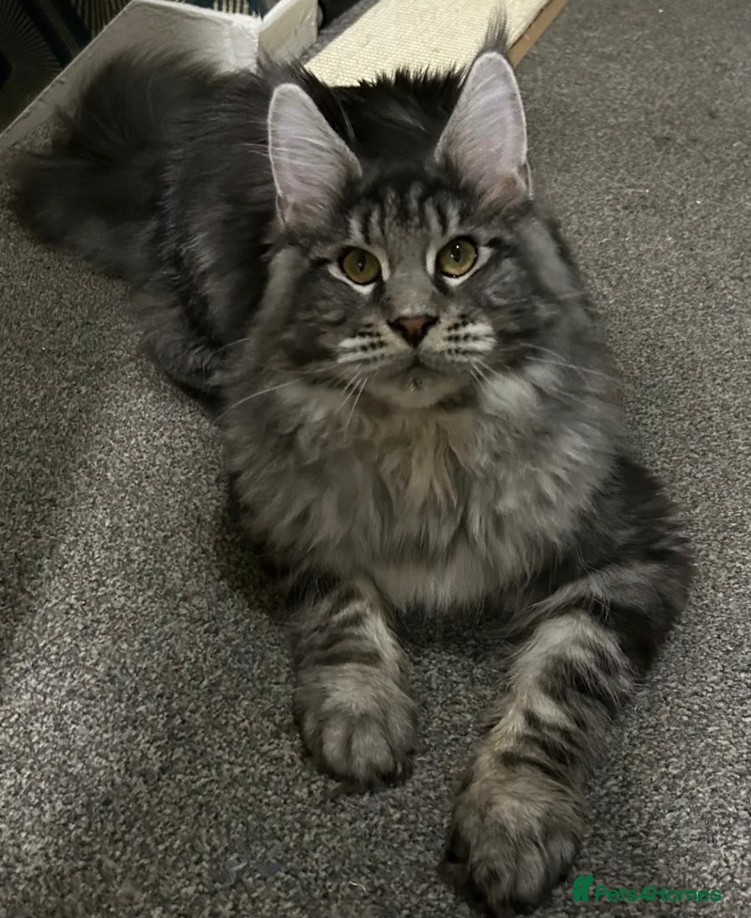 Maine Coon cats for sale: Russian lineage Maine coon kittens - Advert 6