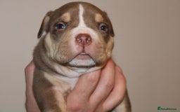 American Bully dogs for sale: 🏡Ready to leave 2 weeks 🔥🦍AMERICAN BULLIES🔥🦍 - Image 17