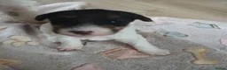 Fox Terrier dogs for sale: Beautiful wire fox terrier  - Advert 23