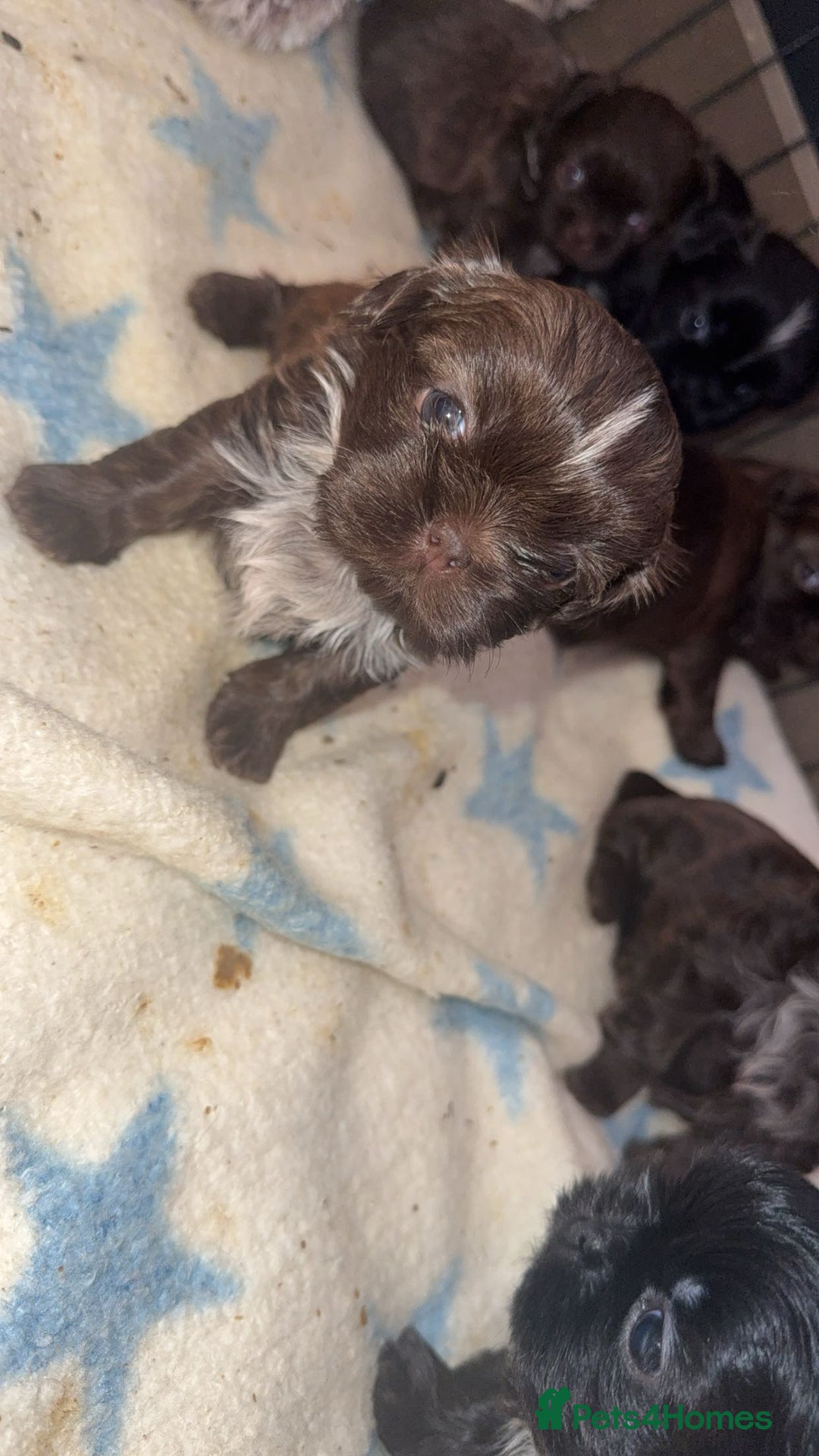 Shih Tzu dogs for sale: Tri-Colour KC Imperial Shih Tzu Puppies - Advert 21