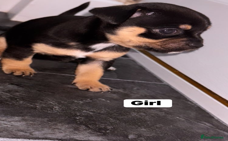Chihuahua dogs - Advert 1