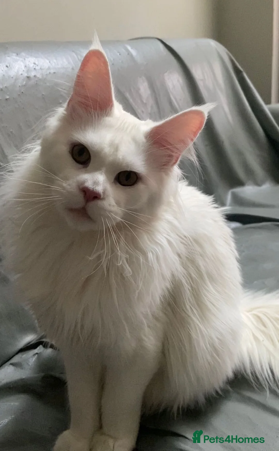 Maine Coon cats for sale: ✨ Stunning White Maine Coon Boy – 10 Months ✨ - Advert 6
