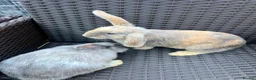 Mixed Breed rabbits for sale: Baby Dwarf Lop x Lionhead in Lichfield - Advert 5