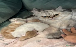 Persian cats for sale: Chinchilla kittens  - Image 7