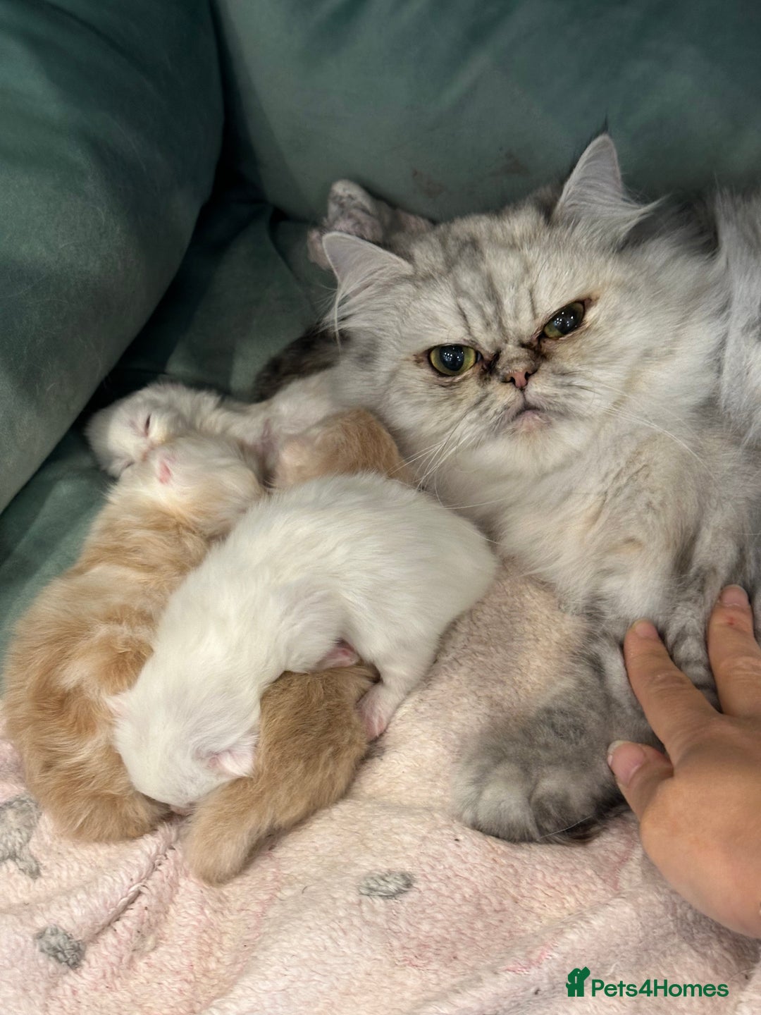 Persian cats for sale: Chinchilla kittens  - Image 7