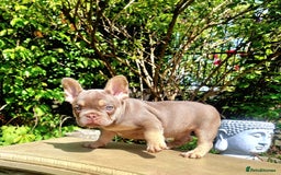 French Bulldog dogs for sale: Beautiful French bulldogs - Image 24