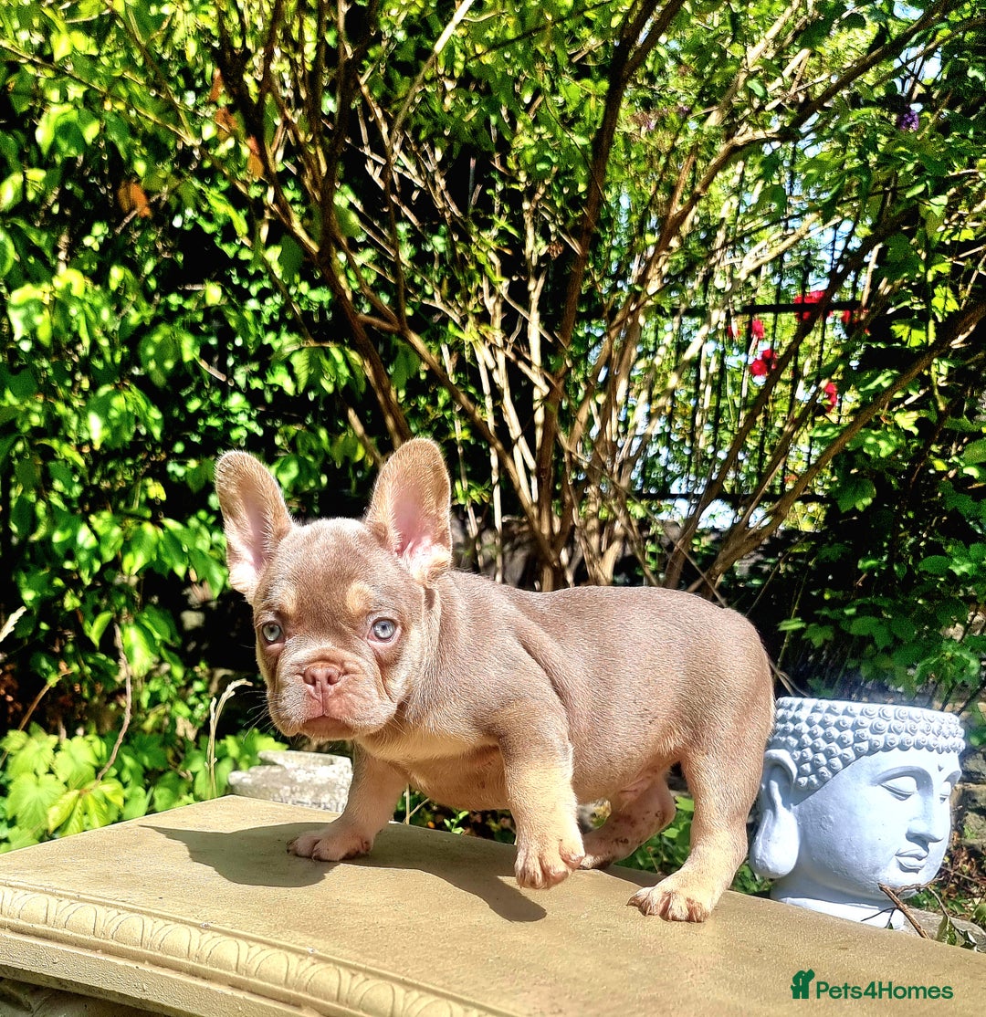 French Bulldog dogs for sale: Beautiful French bulldogs - Image 24