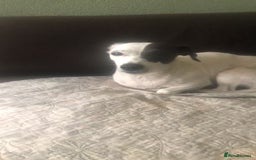 Jack Russell dogs for sale: Jack Russell girl - Image 4