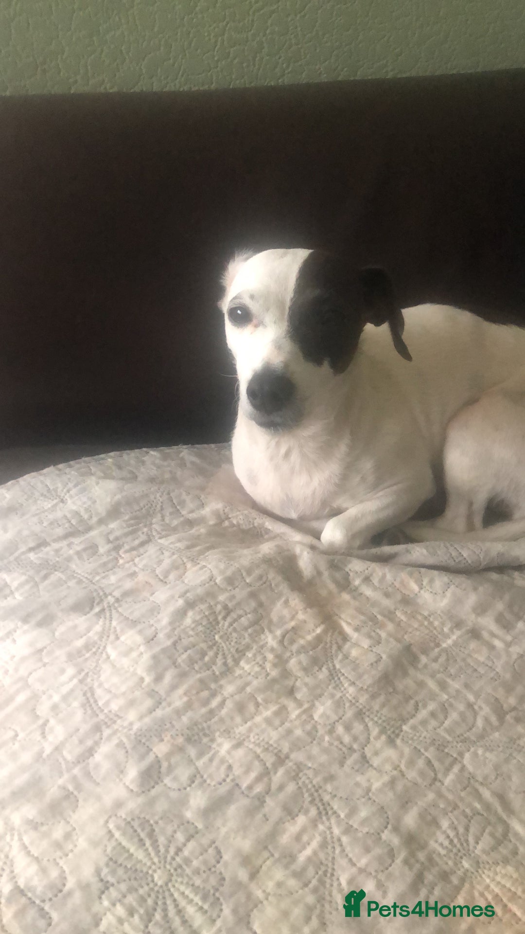 Jack Russell dogs for sale: Jack Russell girl - Image 4