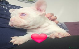 Mixed Breed dogs for sale: Last Beautiful Pink Frenchton Boy Pup Available  - Image 2