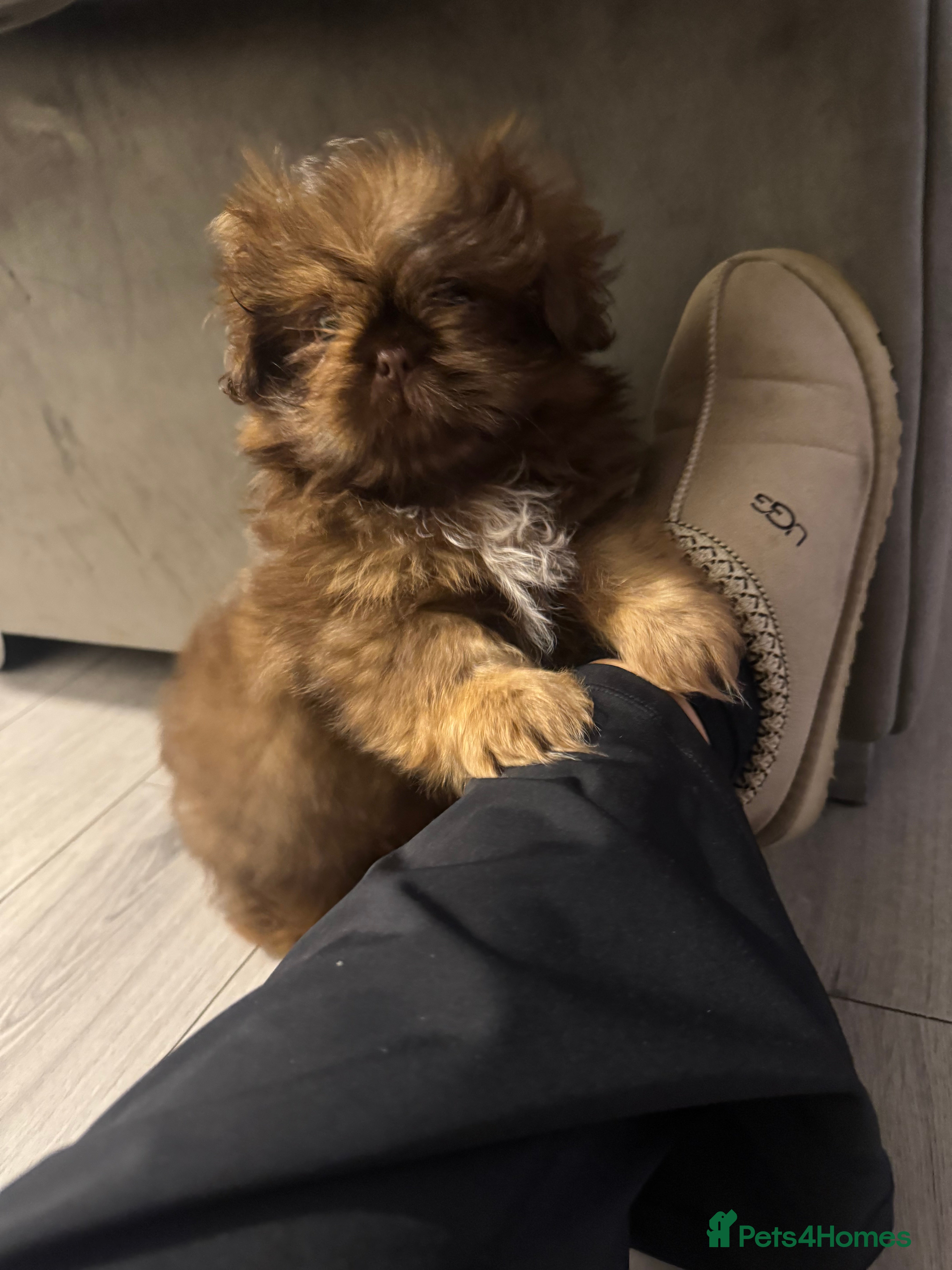 Shih Tzu dogs Chocolate imperial shihtzu puppies READY NOW - Advert 7