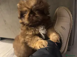 Shih Tzu dogs Chocolate imperial shihtzu puppies READY NOW - Advert 7