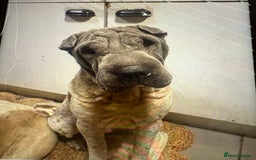 Shar Pei dogs for sale: Beautiful female shar-peis  - Image 9