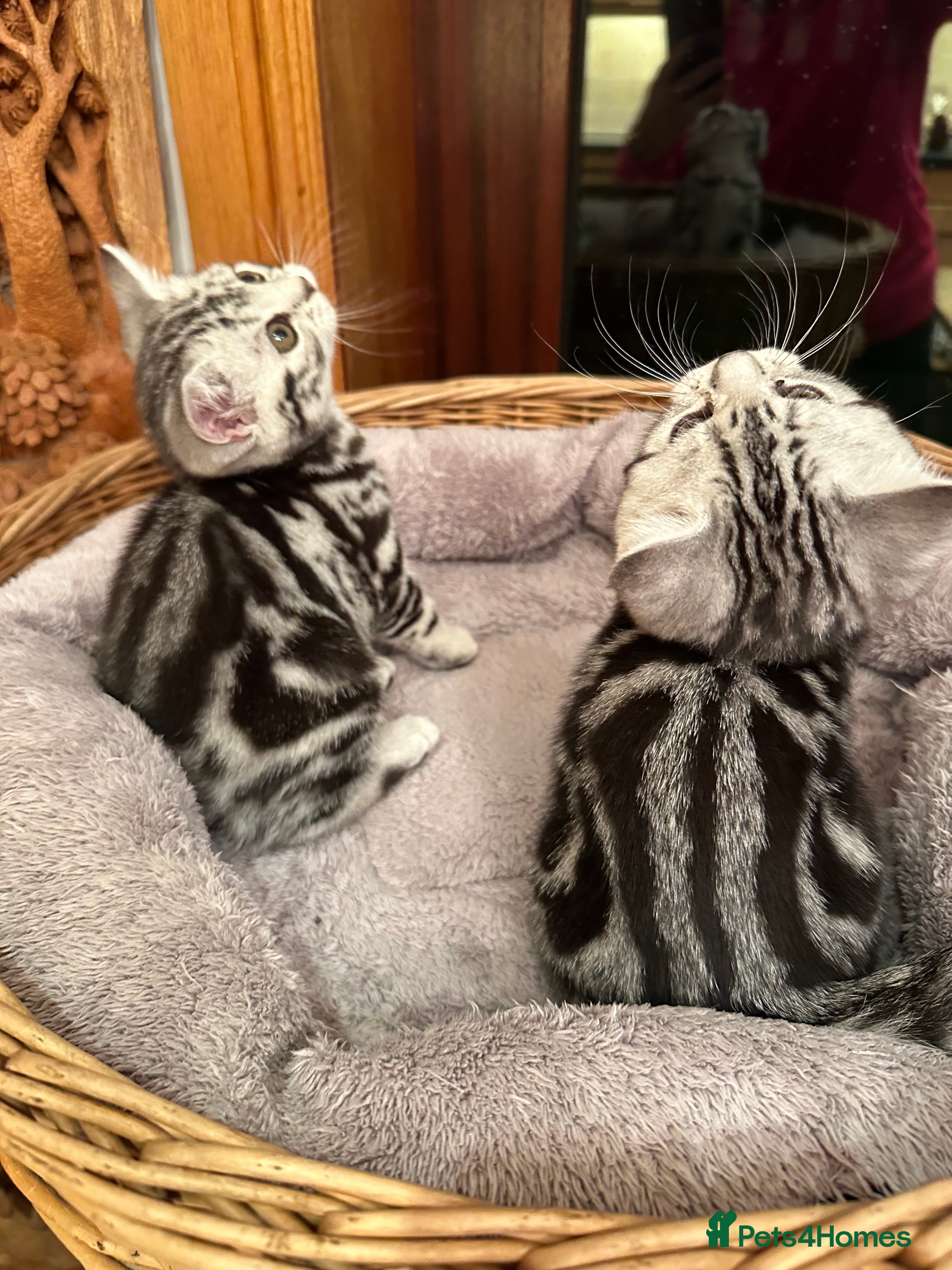 British Shorthair cats Beautiful litter of Silver Tabby Kittens - Advert 2