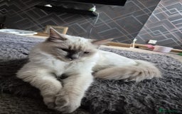 Ragdoll cats for sale: 1xmale 1xfemale ragdoll - Advert 13