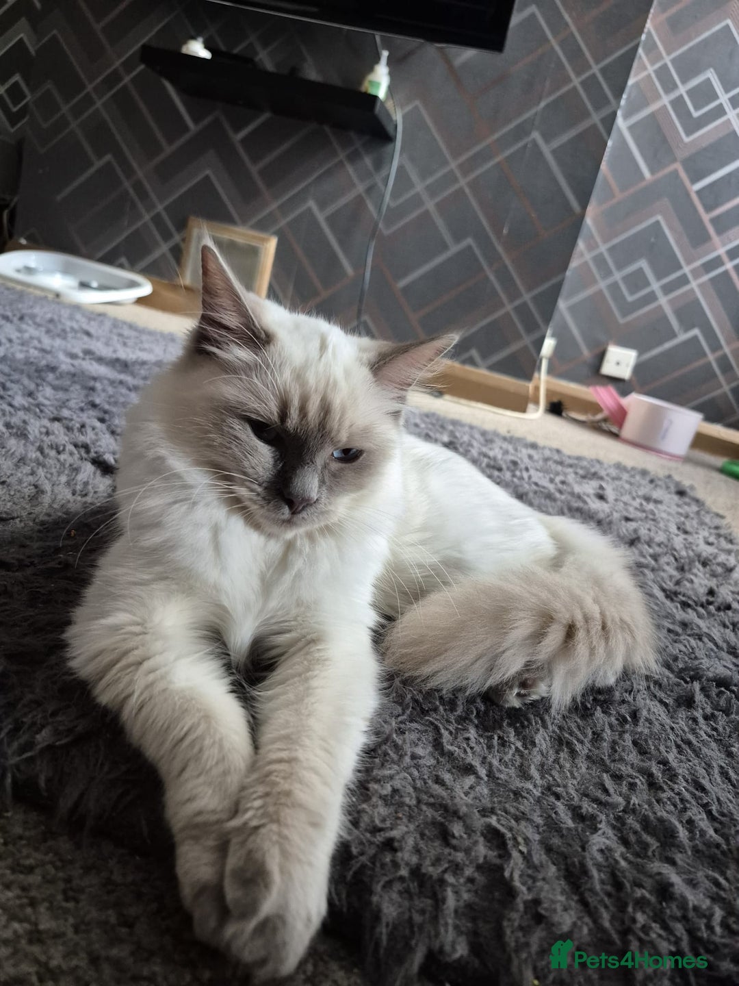 Ragdoll cats for sale: 1xmale 1xfemale ragdoll - Advert 13
