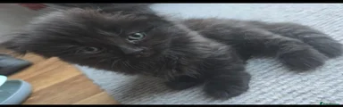 Scottish Fold 1