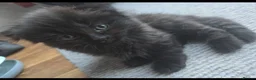 Scottish Fold cats for sale: Black british shorthair kittens  - Advert 6