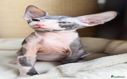 Sphynx cats for sale: Donskoy Sphynx Kittens - Image 24