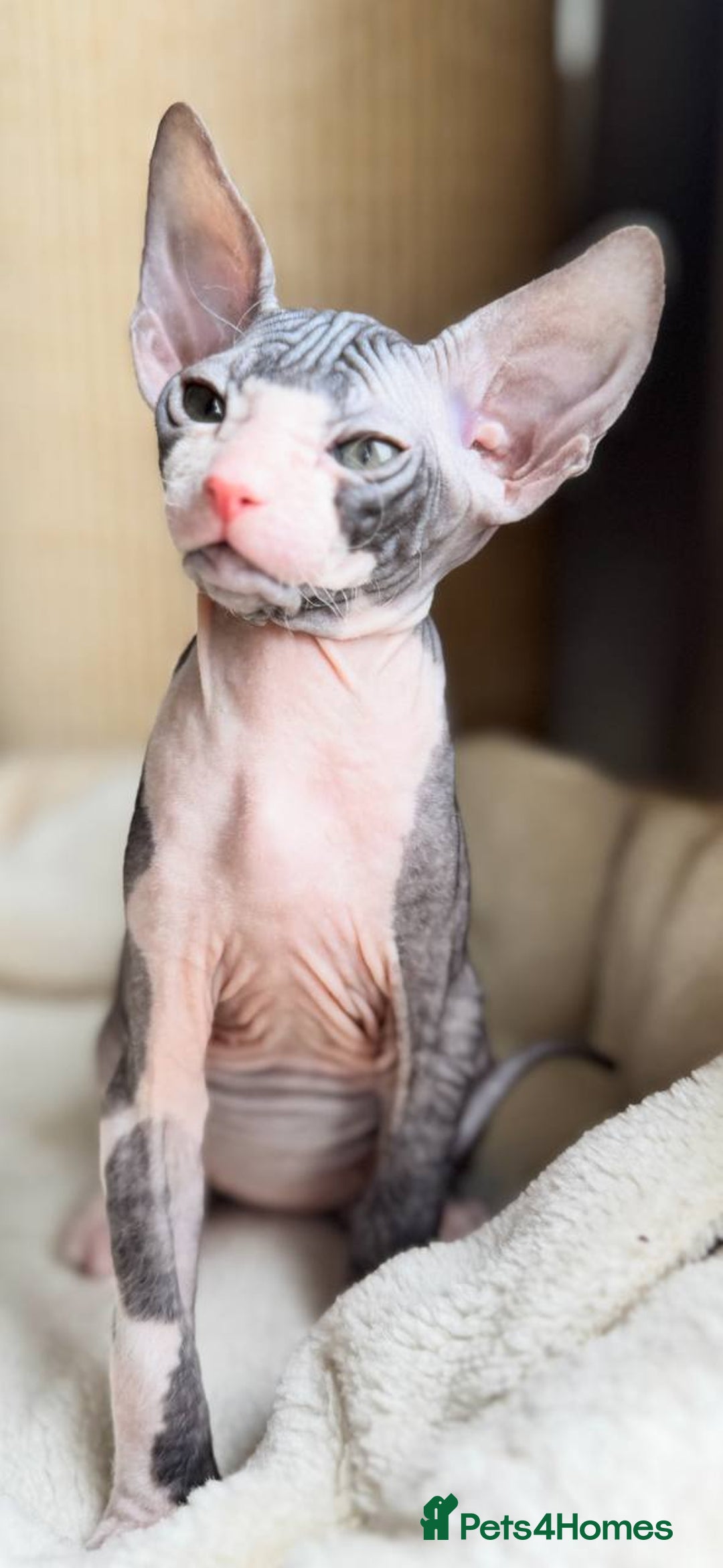 Sphynx cats for sale: Donskoy Sphynx Kittens - Image 24