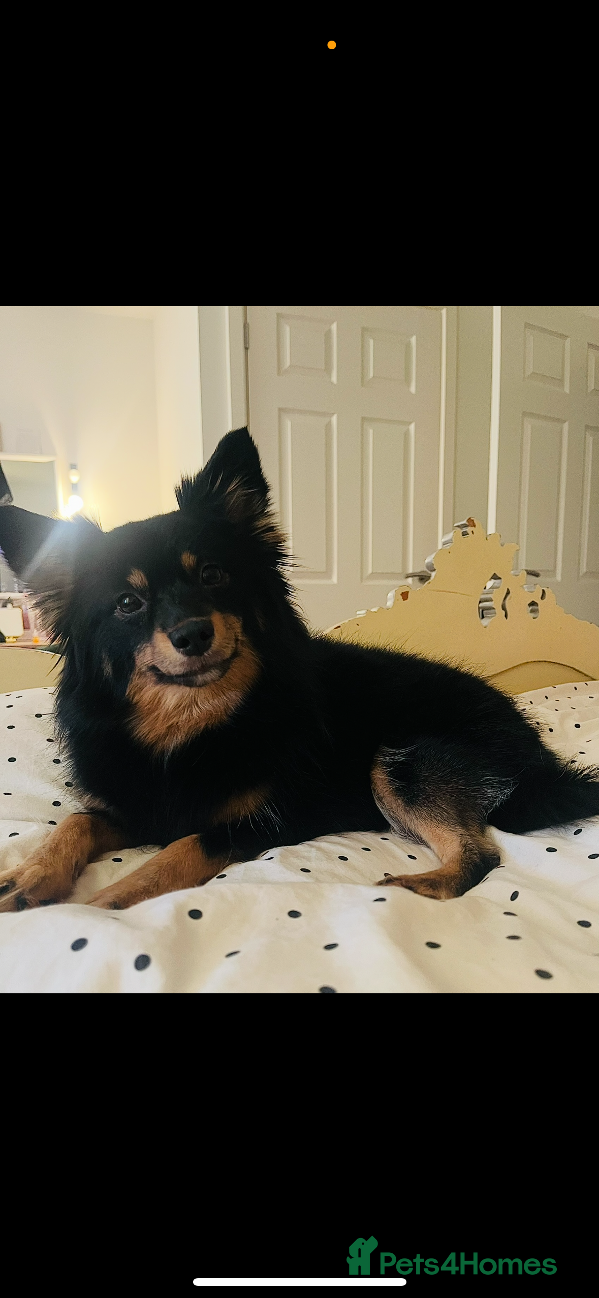 Mixed Breed dogs Female - Advert 13