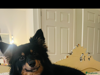 Mixed Breed dogs Female - Advert 17