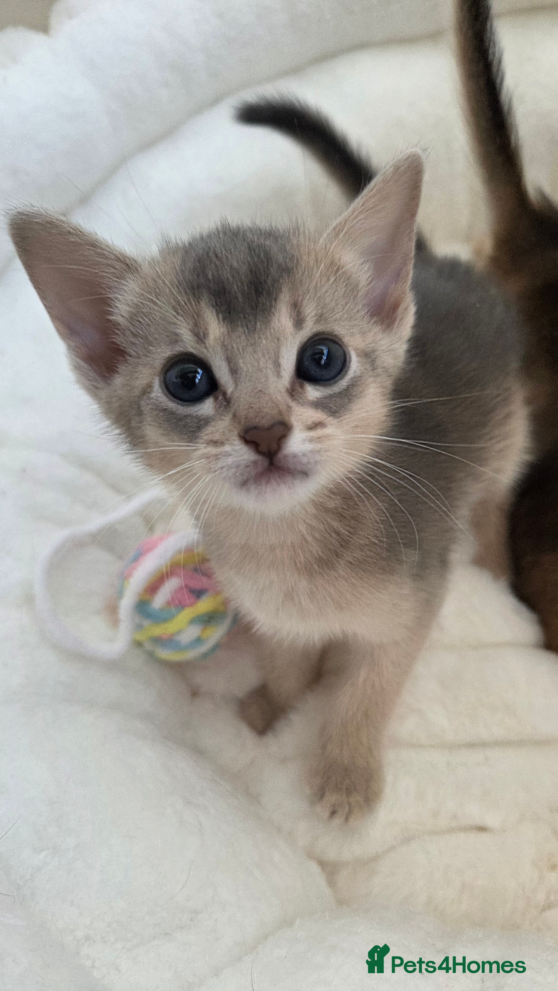 Abyssinian cats ⚜️Beautiful Abyssinian Kittens🏆 - Advert 2