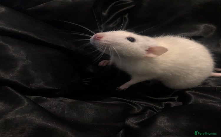 Rat rodents - Advert 3