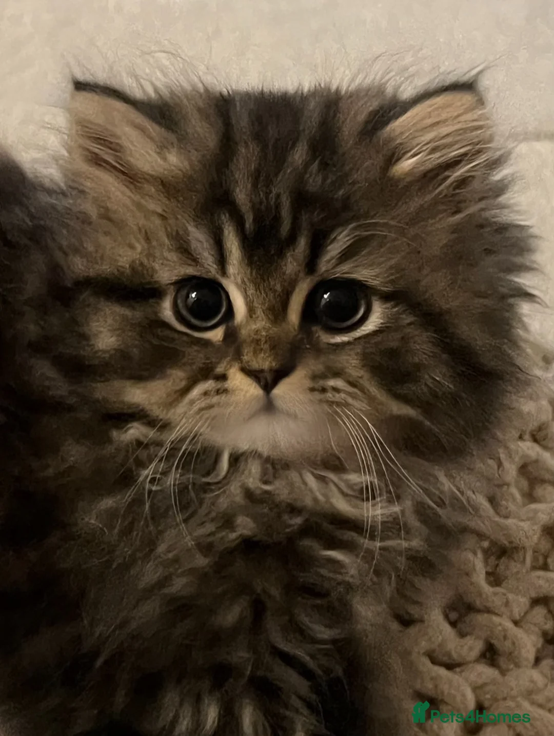 Persian cats for sale: 🎀 DOLL FACE PERSIAN KITTENS!! 🎀 - Advert 1