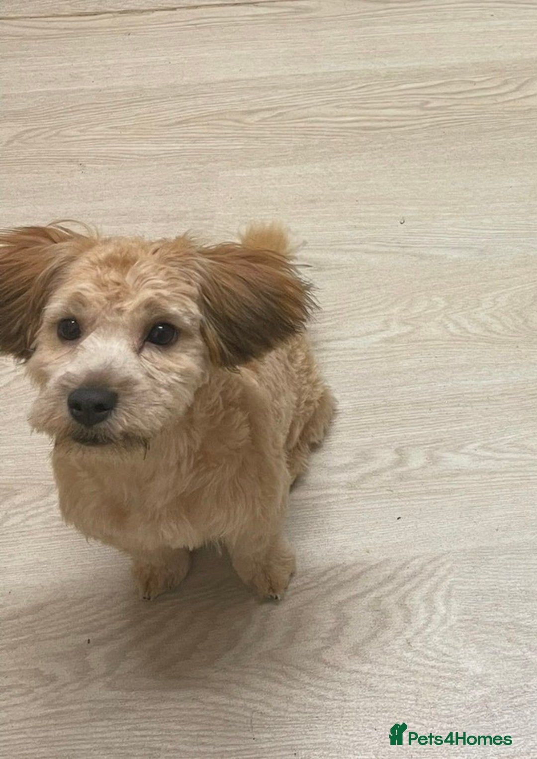 Shihpoo dogs for sale: 1 Gorgeous Shihpoo puppy  - Advert 5