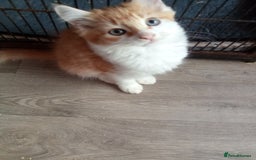 Mixed Breed cats for sale: Ginger Kittens - Image 7