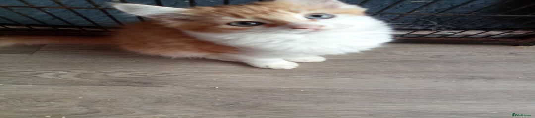 Mixed Breed Kitten 2