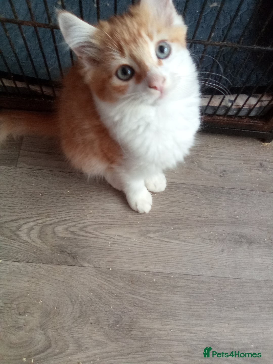 Mixed Breed cats for sale: Ginger Kittens - Image 7