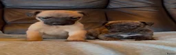 Whippet dogs for sale: Gorgeous well natured whippet puppies  - Advert 10