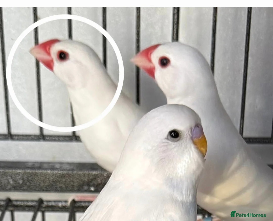 Finches birds for sale: Singing Java finches  - Advert 2