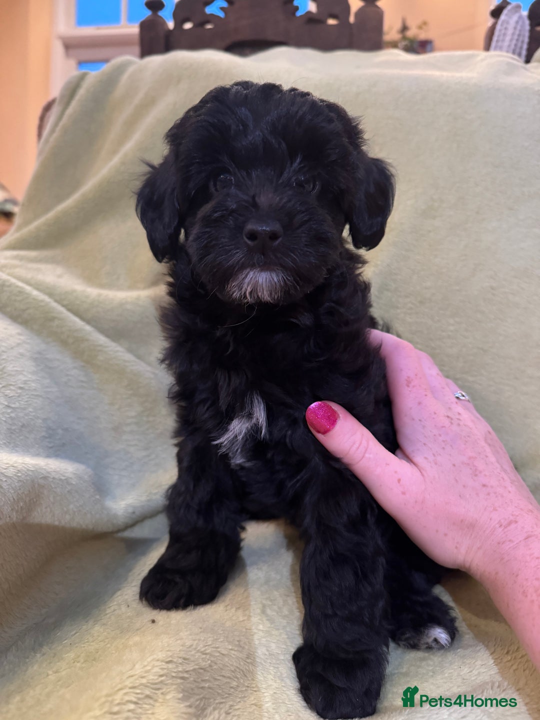 Yorkiepoo dogs for sale: Yorkiepoo pups - Image 8