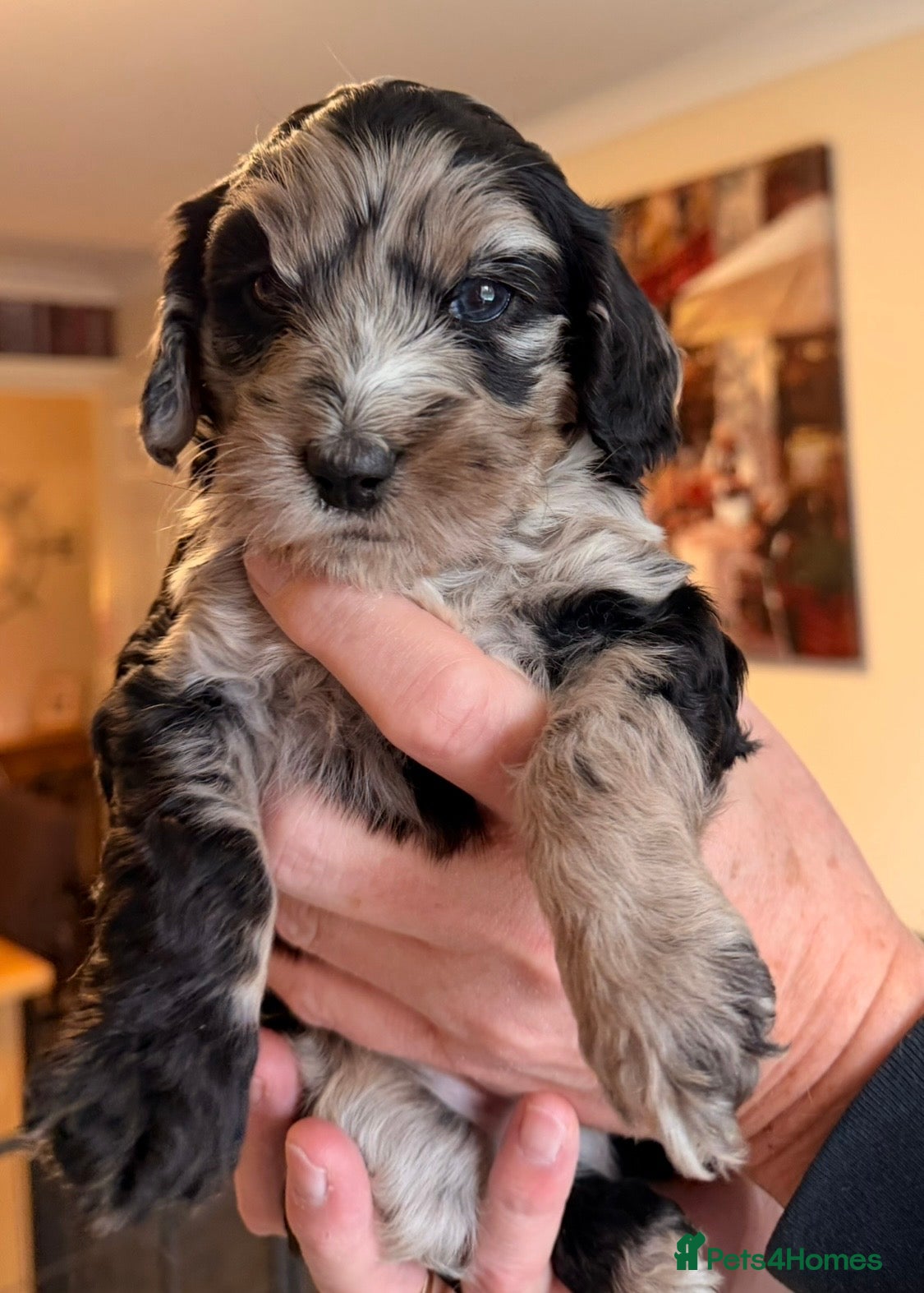 Cockapoo dogs F1 Cockapoo Puppies - Advert 11