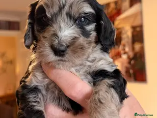 Cockapoo dogs F1 Cockapoo Puppies - Advert 11