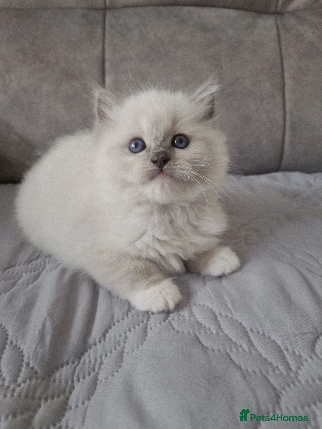 Ragdoll cats for sale: Ragdoll kittens DNA tested  - Advert 2