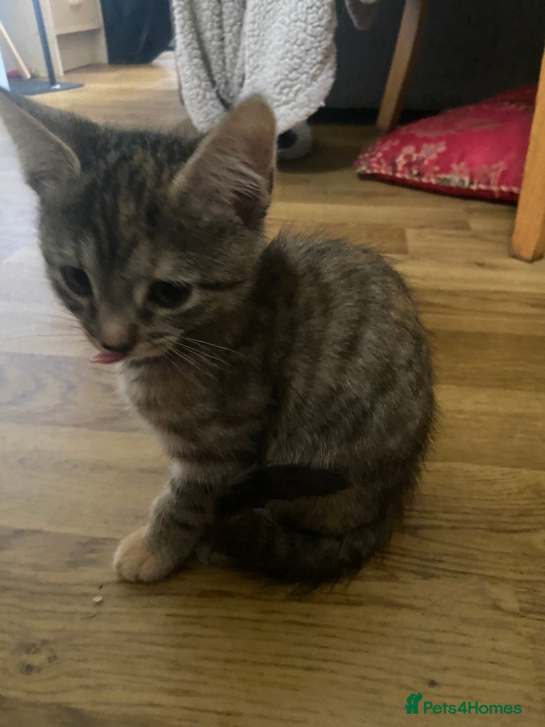 Bengal cats for sale: adorable bengal/tort kitties for sale - Image 11