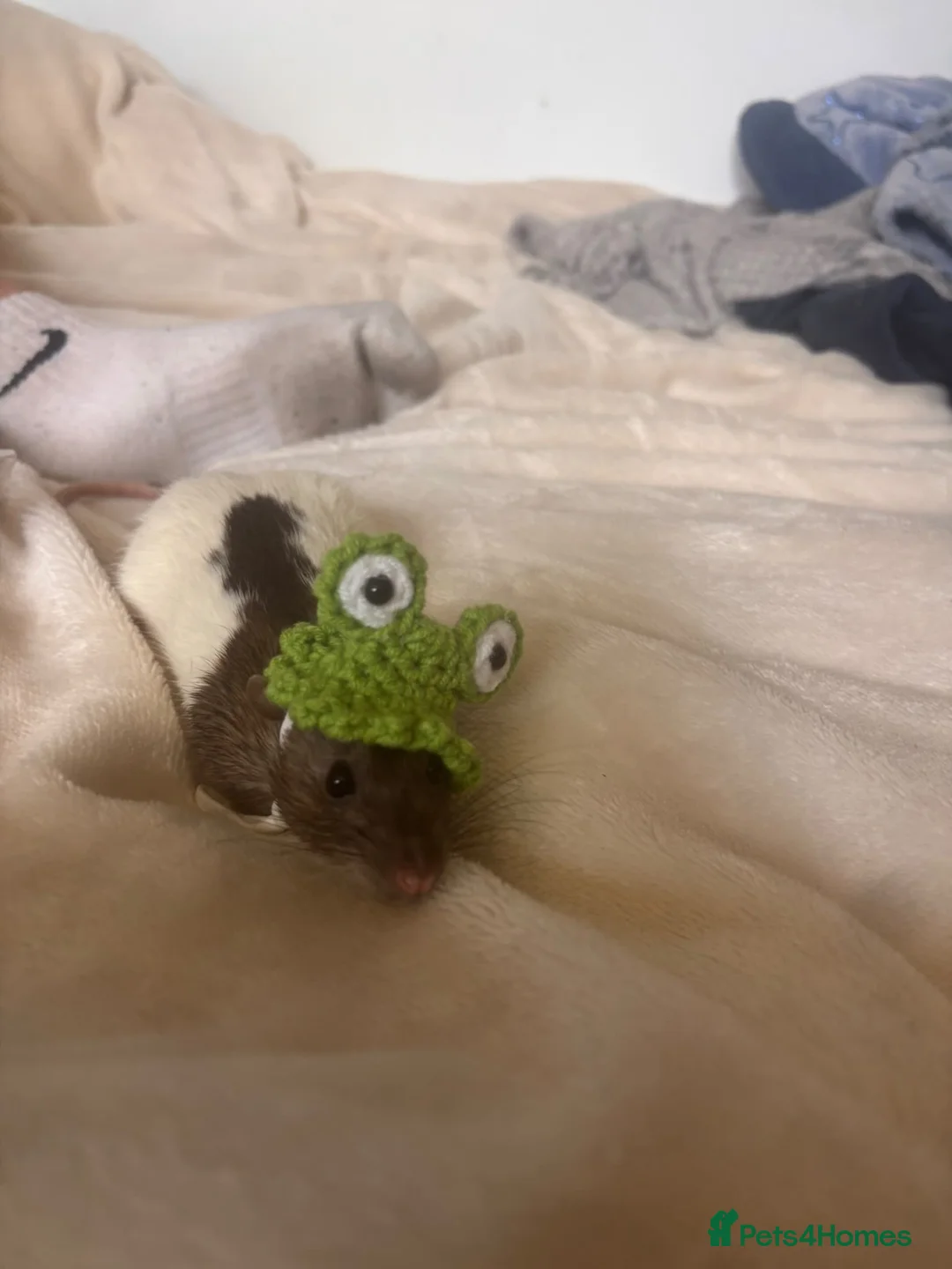 Rat rodents for sale: Free to good home in Dudley - Advert 2