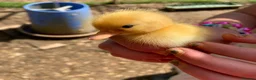 Mixed Breed birds for sale: Call ducks in Crediton - Advert 9