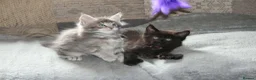 Maine Coon cats for sale: Tica registered pedigree poly Maine Coons. - Advert 19