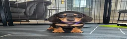 Miniature Dachshund dogs for sale: Beautiful Chocolate & Cream Miniature Dachshund - Advert 11
