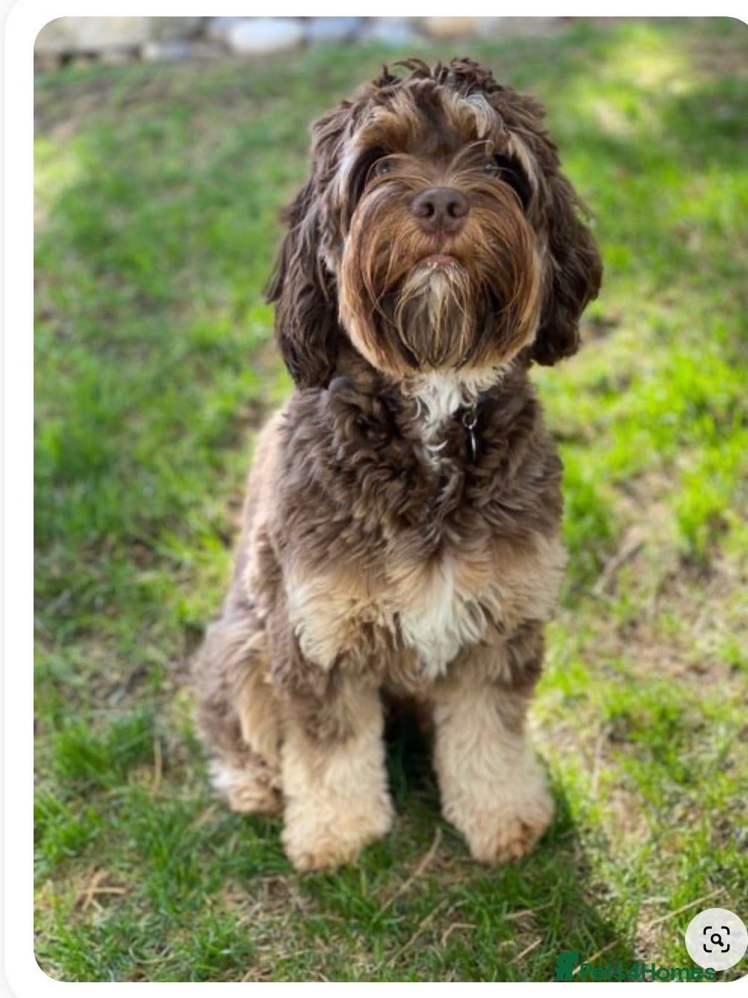 Labradoodle dogs 🌈 August litter due ALDs, 🌈  - Advert 9