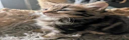 Ragdoll cats for sale: Pair of Ragdoll/Tabby Kittens ..... Bear & Tia  - Advert 37